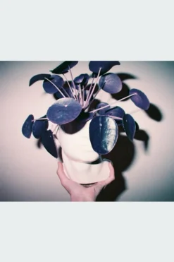 Chrome Purple - films négatifs | Multicolore