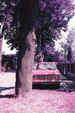 Chrome Purple XR - films négatifs | Multicolore