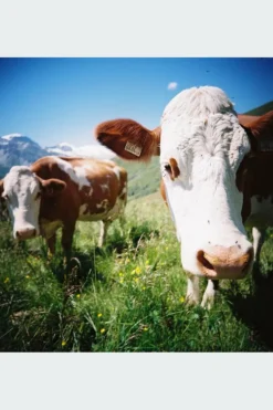 Color Negative - films négatifs | Multicolore