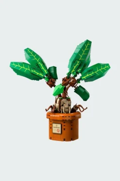 Mandragore - Jeu | Multicolore