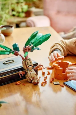 Mandragore - Jeu | Multicolore