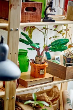 Mandragore - Jeu | Multicolore